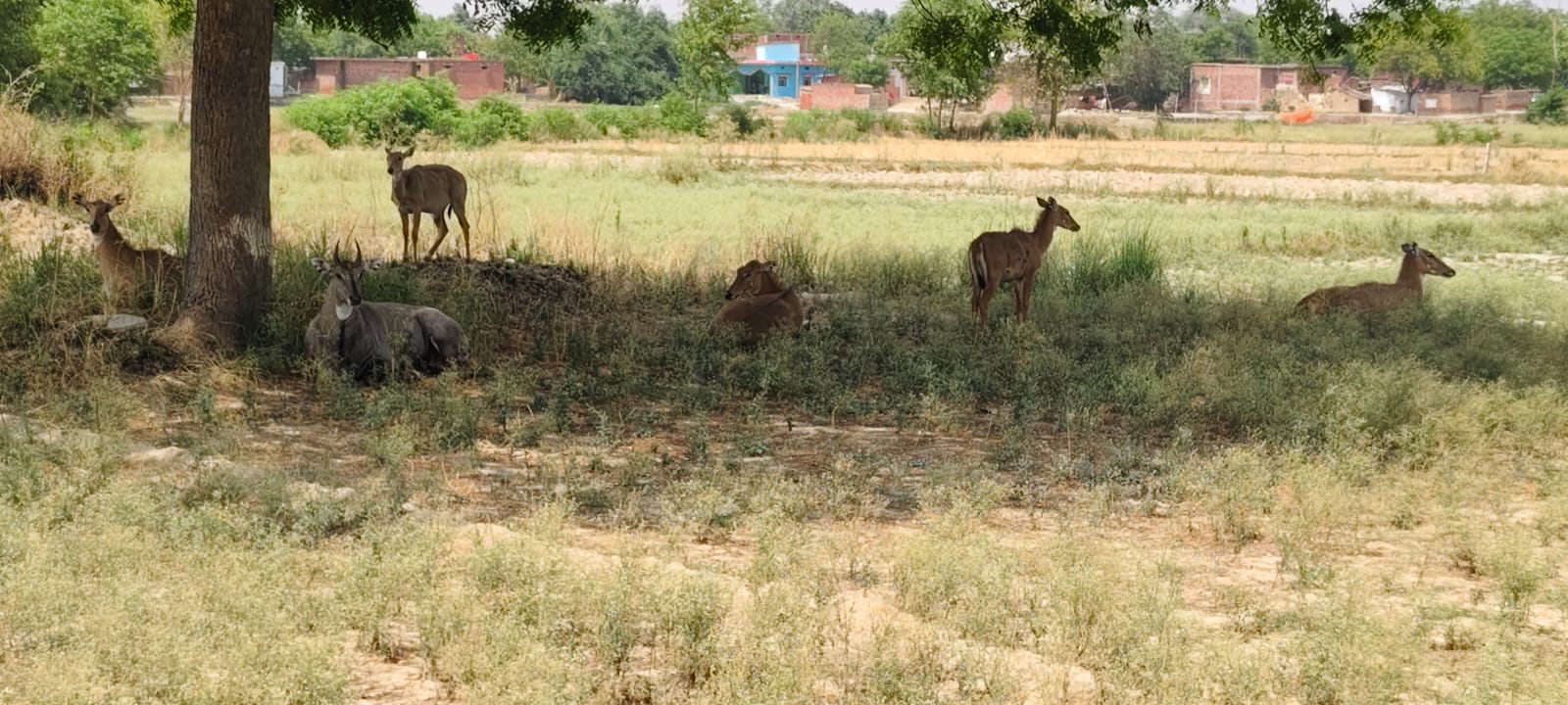 41 डिग्री तापमान से बेहाल वन्यजीव, पेड़ की छांव में आराम करती दिखी नीलगाय